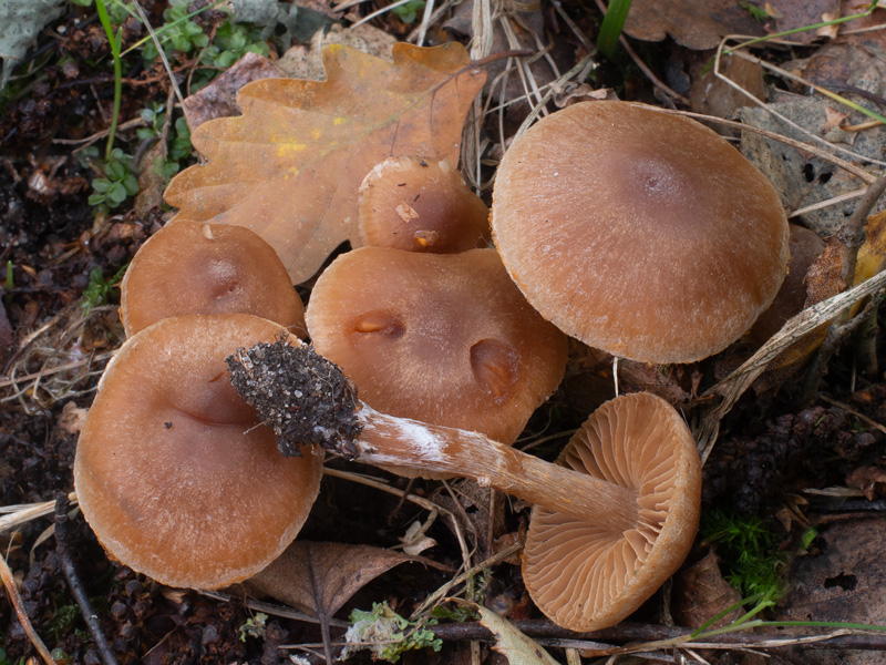 Cortinarius epipurrus Cortinarius epipurrus
